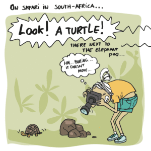 portfolio-illustratie-turtle-geaschuiling